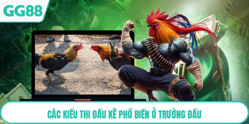 Các kiểu thi đấu kê phổ biến ở trường đấu