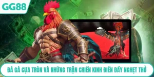 Đá Gà Cựa Tròn Và Những Trận Chiến Kinh Điển Đầy Nghẹt Thở