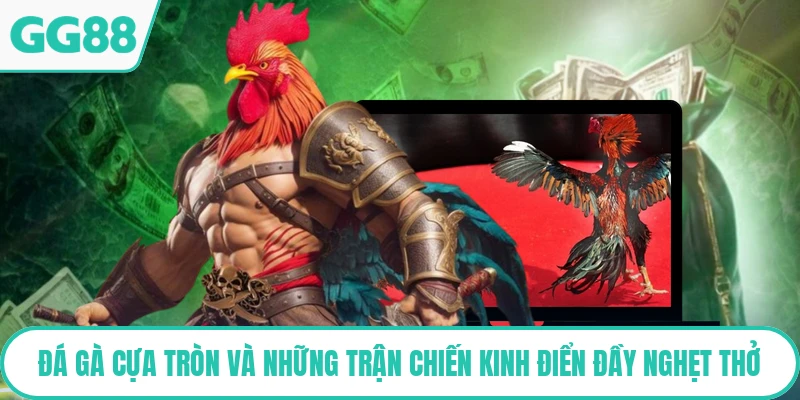 Đá Gà Cựa Tròn Và Những Trận Chiến Kinh Điển Đầy Nghẹt Thở