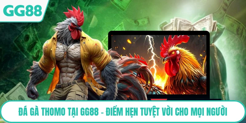 Đá Gà Thomo Tại GG88 - Điểm Hẹn Tuyệt Vời Cho Mọi Người